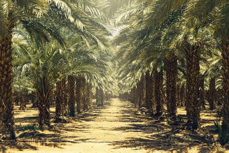 Date palm trees