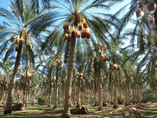 date palm trees in Tunisia