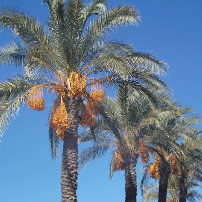 date palm trees