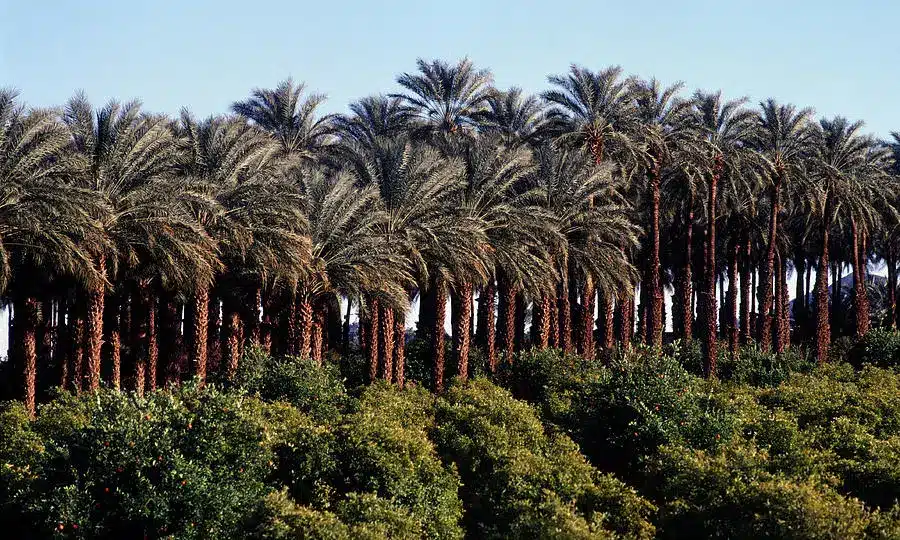 Date palm tree